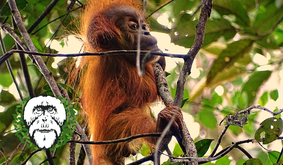 Orangutans of Suaq tweet media