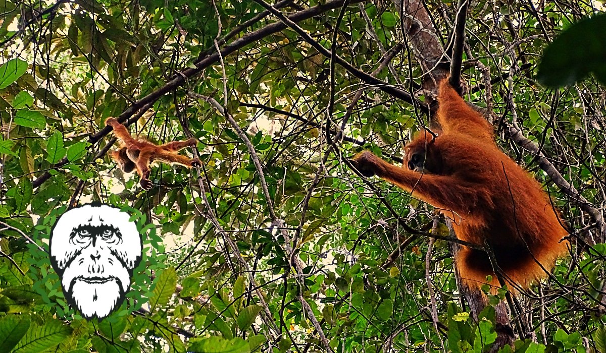 Orangutans of Suaq tweet media