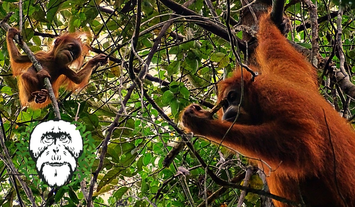 Orangutans of Suaq tweet media