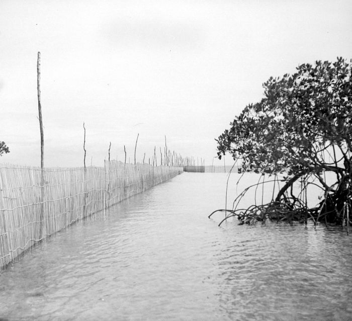 Picture of wooden #fishweirs Jakarta, Indonesia
dating to the end of 20th century. Large wooden #fishtraps were constructed in shallow inshore areas using local wood & bamboo. Coastal  #indigenouscommunities from at least the 15th century and most likely in prehistory. 1/6