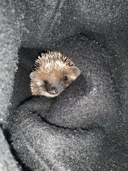 PetClassUS's tweet image. Hedgehog Baby (3 Months Old)
#hedgehog #hedgehogs #hedgehogsoftwitter