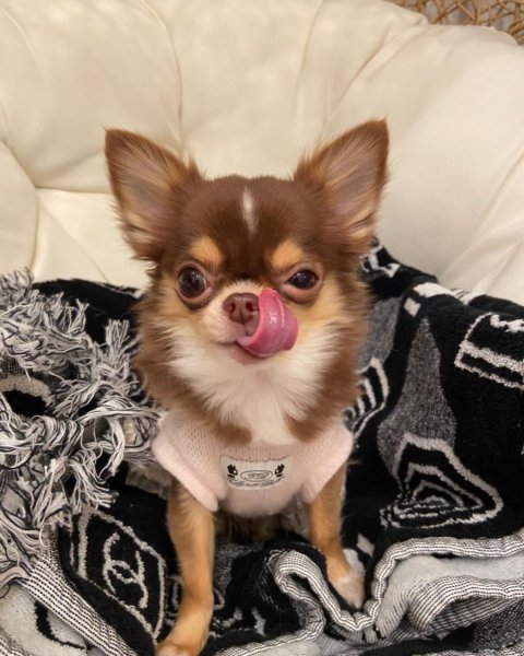PetClassUS's tweet photo. Lola the Applehead Chihuahua
#chihauhua #chihuahuas #chihuahuasoftwitter #dog #dogs #puppy #puppiesoftwitter https://t.co/eQaLyxBB9t