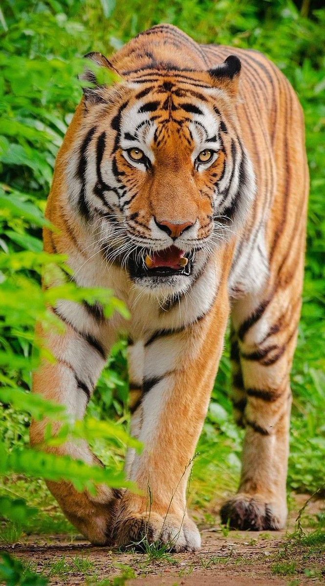 NATURALEZAV3's tweet photo. Tigre de bengala hermoso. https://t.co/m7ncT09yix