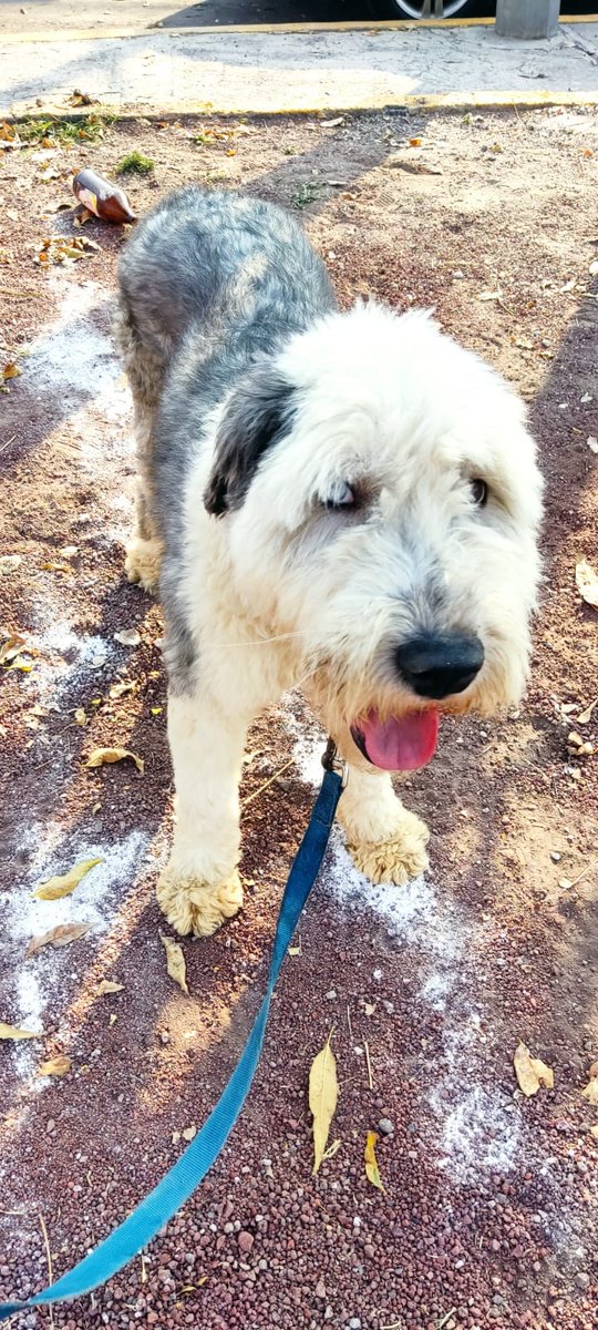 No lo estamos logrando 😔 a fundaciones y rescatistas nos hace temblar la cuesta de enero, debemos $2500 en el vet, $4 mil de jaulas, y tenemos lo de la mudanza encima, nuestras ventas van mal, la rifa va mal, las adopciones van mal, estamos  desesperados 😔💔