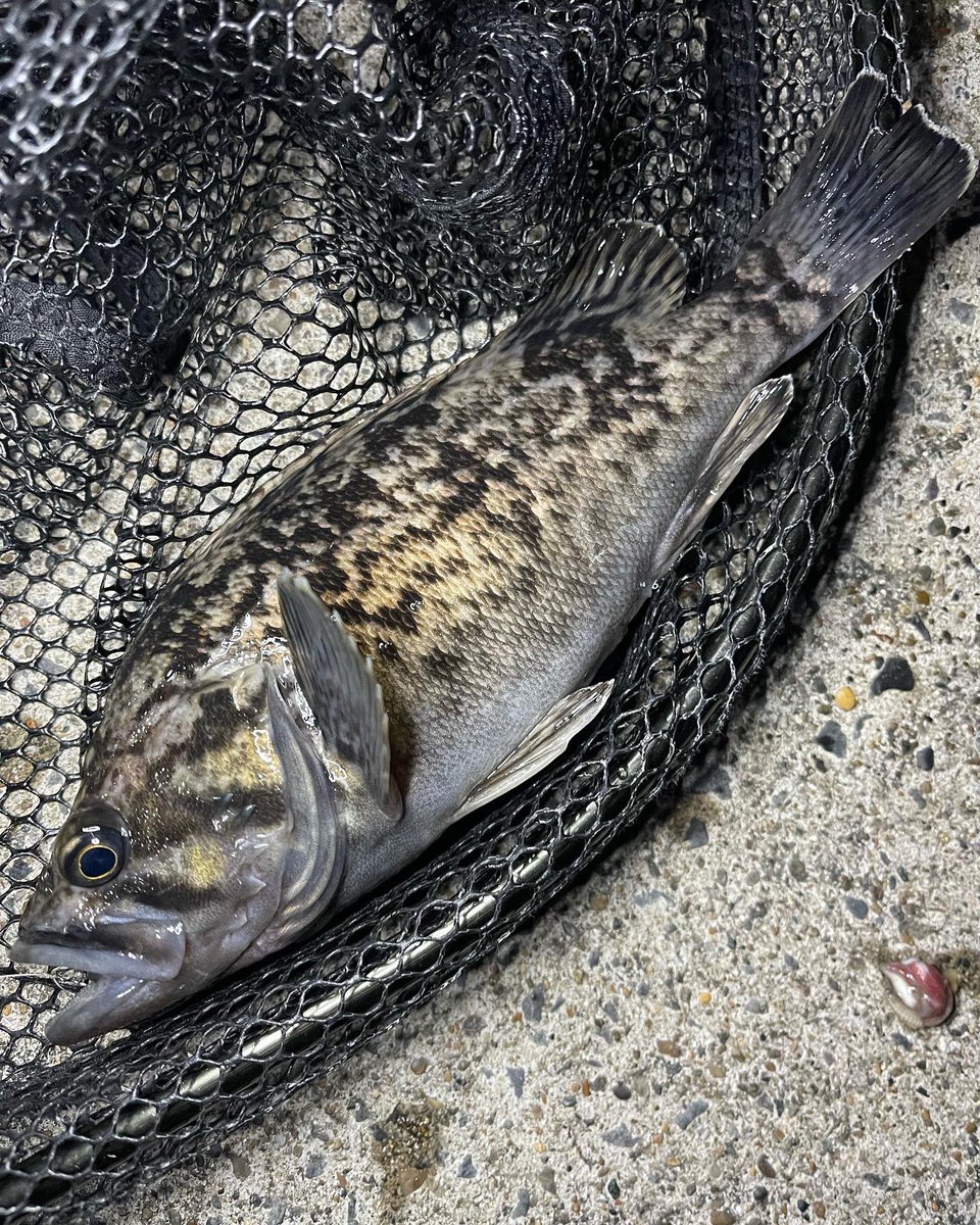 1785_hiro_'s tweet photo. 初釣りはメバルを仕留めました😎クロソイまじりで楽しめました🐟メバルの最高は26cmでした〜 https://t.co/TDyUIdtt00