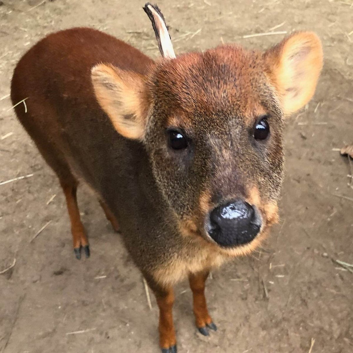 Buttonwood Park Zoo tweet media
