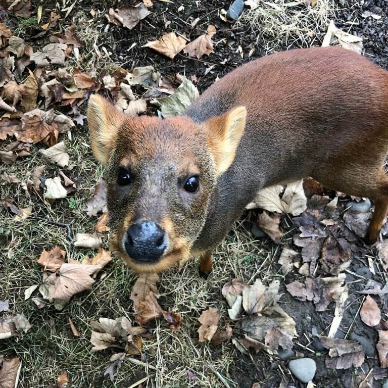It's January so that means one thing for Chewie. Chilean pudu shed their spike antlers annually. His antlers will begin to grow again in preparation for the upcoming breeding season. #DYK As a full grown male, Chewie weighs just 22 lbs. Pudu are the world's smallest deer species.