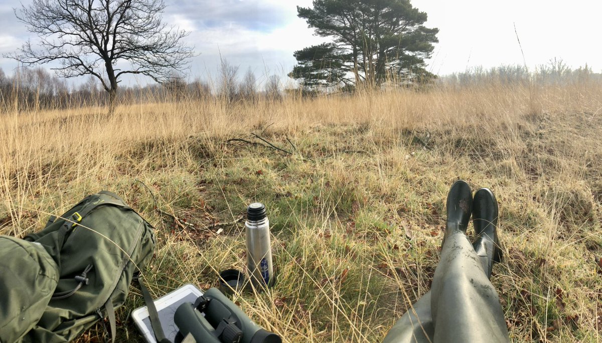 JacobdeBruin's tweet photo. Ik zoek broedvogelonderzoekers in het #Fochteloërveen! Vind je het leuk om broedvogels te karteren en heb je ervaring met de bmp-methode. Laat het weten ik heb twee telplots waar ik iemand voor zoek, namelijk “het gebed zonder eind” en de “Compagnonsbossen oost” @Sovon https://t.co/nJr8HTONIt