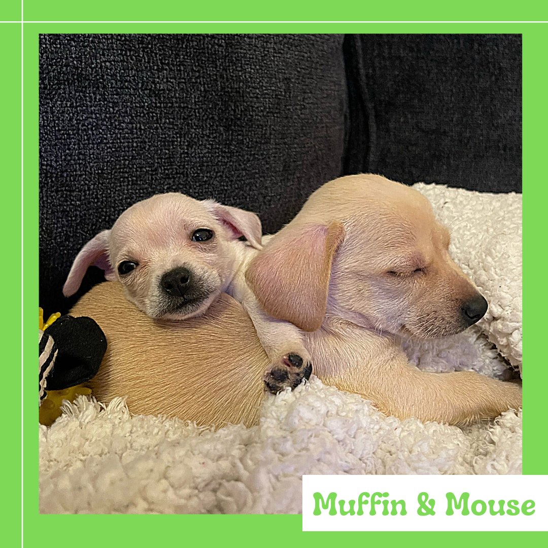 We welcomed Muffin and Mouse to CARE a few days ago and just discovered they have Parvo! 💔 If you would like to help out we are in need of donations to help cover their vet stay. Donations can be made at caretx.org or on Venmo at @CressieAnimalRefuge.💚🧁🐭