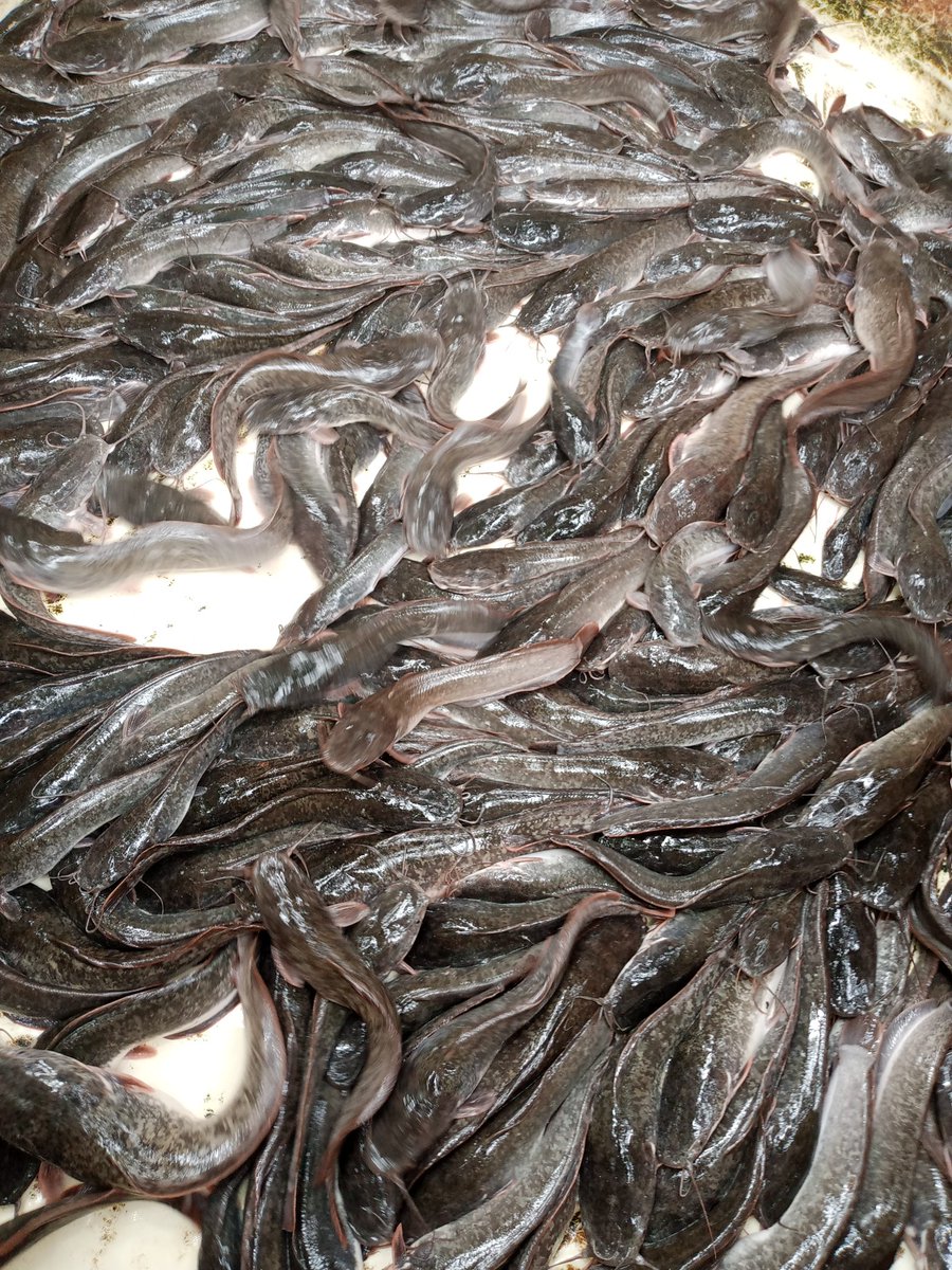 Jezil52's tweet photo. @NasarawaTweeps Fish business has been our fortè (with Wifey) @EzizaIdris so if we can get the 20k it will help boost our business for 2023.

We will be able to get 800 juveniles to kickoff the year and the harvest will be massive as #NasarawaTwitterCommunitte will get to monitor the growth. https://t.co/cBYFjBDwOo