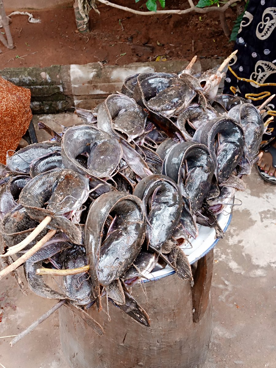 Jezil52's tweet photo. @NasarawaTweeps Fish business has been our fortè (with Wifey) @EzizaIdris so if we can get the 20k it will help boost our business for 2023.

We will be able to get 800 juveniles to kickoff the year and the harvest will be massive as #NasarawaTwitterCommunitte will get to monitor the growth. https://t.co/cBYFjBDwOo