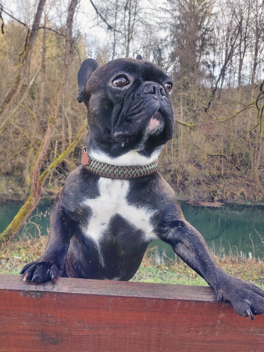 do I already see the weekend approaching or is it just a fata morgana 🔍 #DogsofTwittter #frenchbulldogs #Wednesday #WednesdayMotivaton