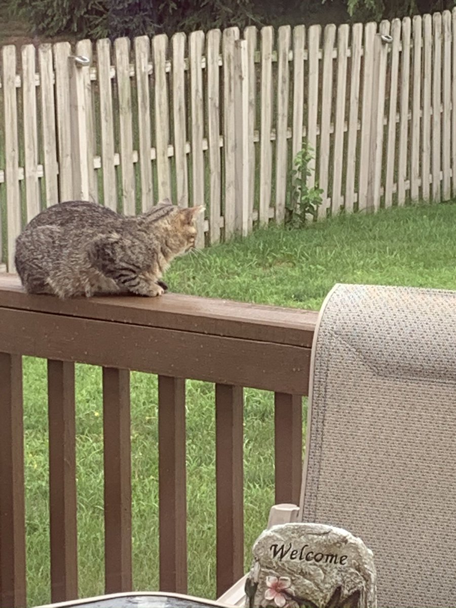 @Hedgewatchers @claraandstorm #HedgewatchforClara #rainbowbranch Dis Cat watching da heavenly hedges wif you Clara cat! 🐾❤️🤗🌈