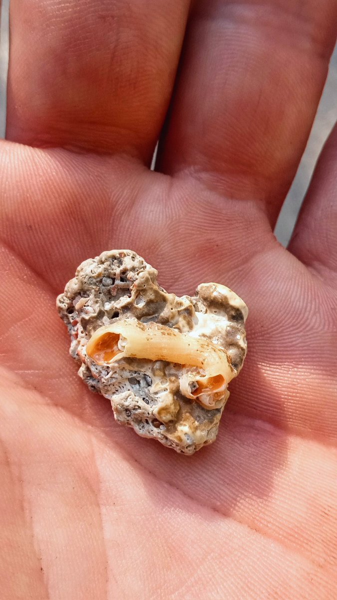 this is one of my *favorite
heart shaped💟séashells
that i found on the beach
Ìt's like a peace of coral
‘with a macaroní shell🫔in it
I keep it in my pocket 🌞