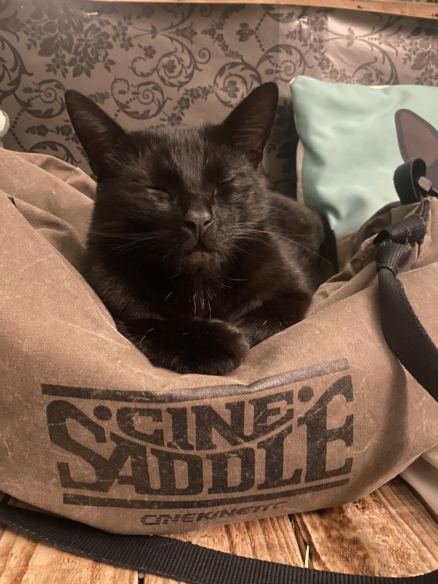 shooteditsend's tweet photo. I think the cat owns my #cinesaddle now 😂 #blackcat #CatsOfTwitter #cats https://t.co/HvV2A2Od5K