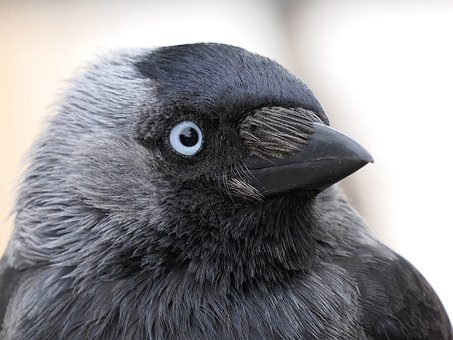 DailyCorvids's tweet photo. Such big peepers, and yet not a single thought behind them https://t.co/Tgk44uSbhj