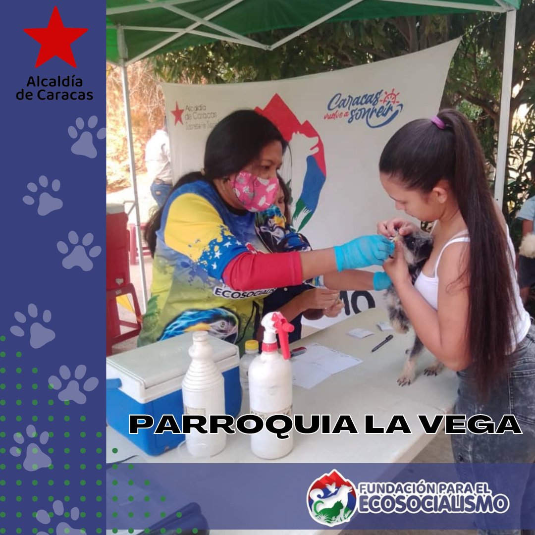 FdEcosocialismo's tweet photo. #10Ene Arrancamos esté 2023 atendiendo a caninos y felinos de la Parroq. La Vega sector Las Parcelas, beneficiando a más de 160 animales de compañía. Recuerda que "La salud de tus animales depende de ti" 
#fundaecosocialismoccs #cuidemoslafauna #bienestaranimal https://t.co/vjCKMtRa0U
