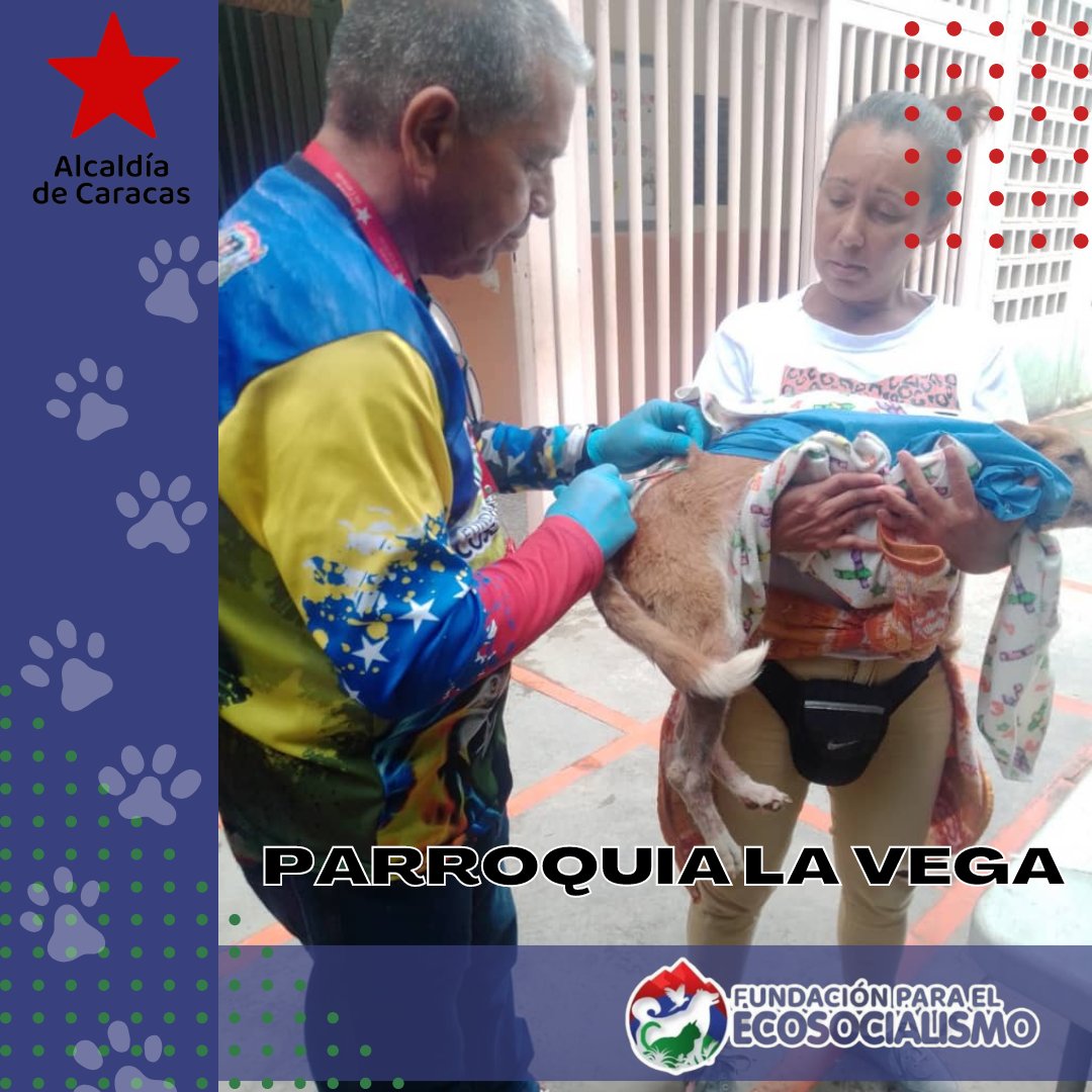 FdEcosocialismo's tweet photo. #10Ene Arrancamos esté 2023 atendiendo a caninos y felinos de la Parroq. La Vega sector Las Parcelas, beneficiando a más de 160 animales de compañía. Recuerda que "La salud de tus animales depende de ti" 
#fundaecosocialismoccs #cuidemoslafauna #bienestaranimal https://t.co/vjCKMtRa0U