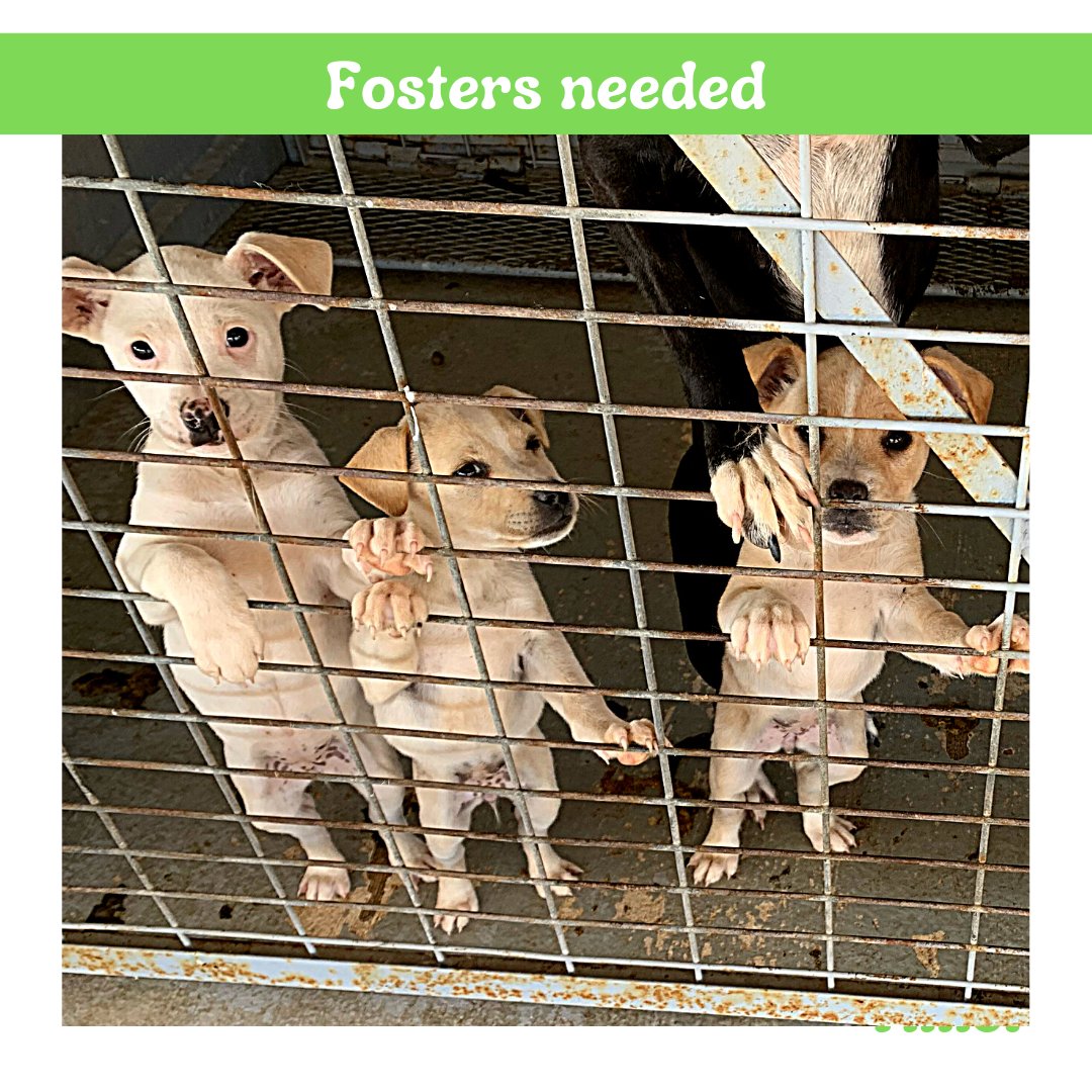 These sweet pups are from the shelter and in need of rescue. We are hoping to find foster placement so that we can take them in and help them fins their forever homes! If you are in San Antonio and can foster please text Peggy at 210-313-3600.💚