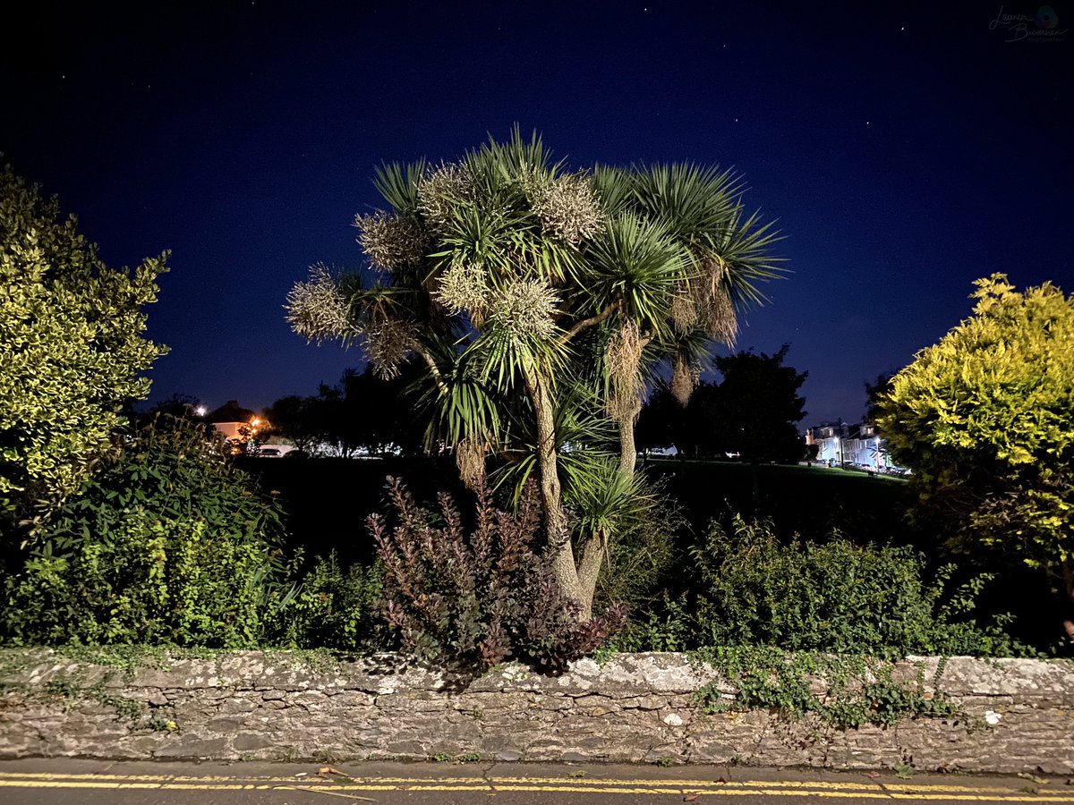 LBPhotography96's tweet photo. Night Palm Two by Lauren Bremner.

#laurenbremnerphotography #natgeoyourshot #travellingthroughtheworld #travelgram #wanderlust #nature #travelholic #discreetdestination #photooftheday #gramsofearth #yourshotphotographer #TheBest_Capture #Brixham #harbour #iphoneshots https://t.co/7Sysuj1WLz