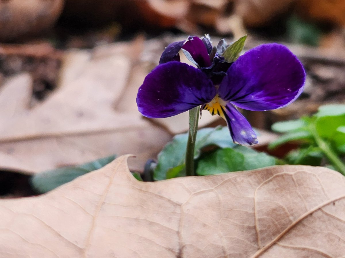 Judi Munski tweet media