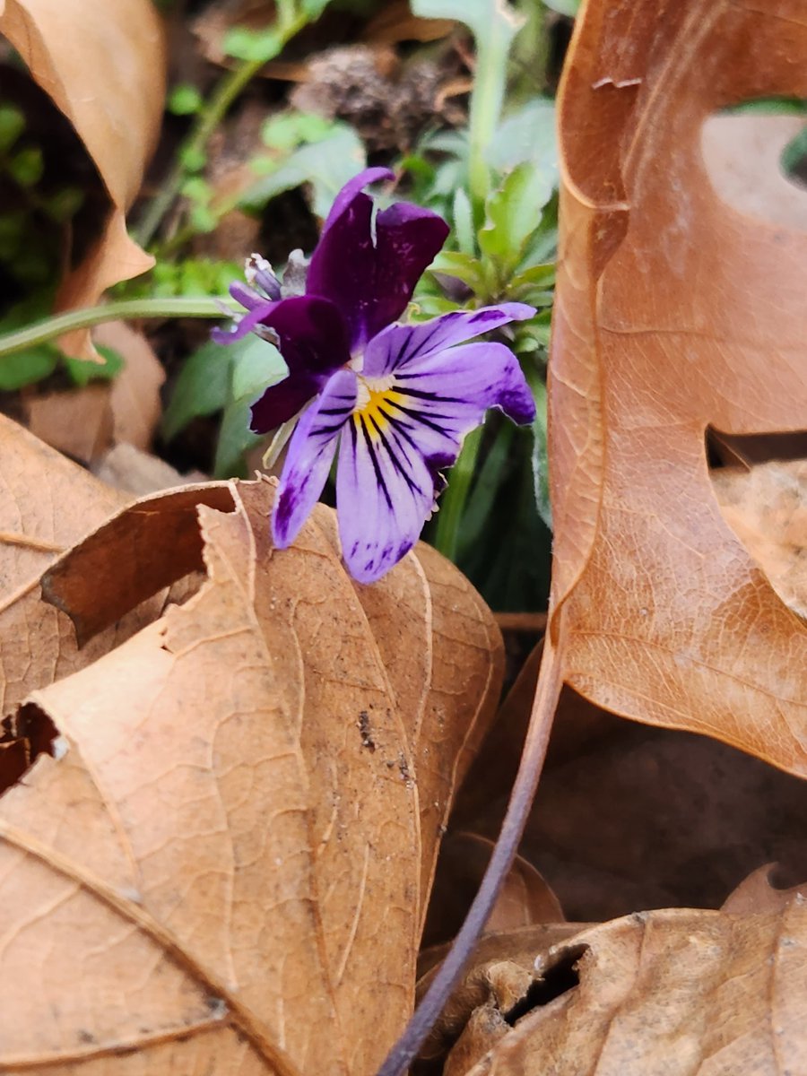 Judi Munski tweet media