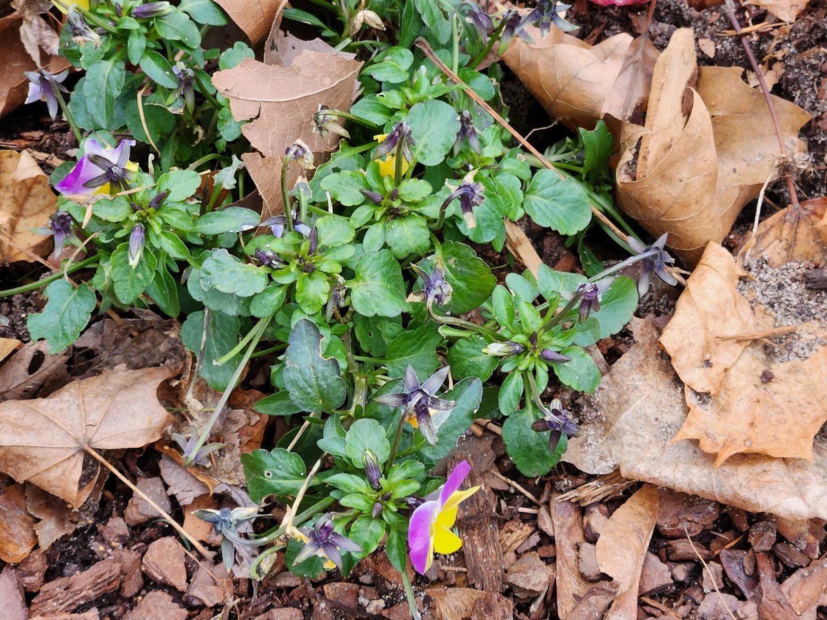 Judi Munski tweet media