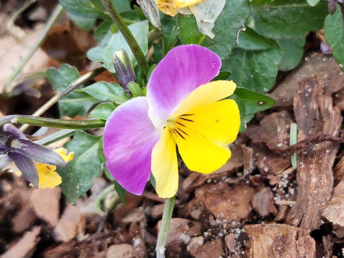 Judi Munski tweet media