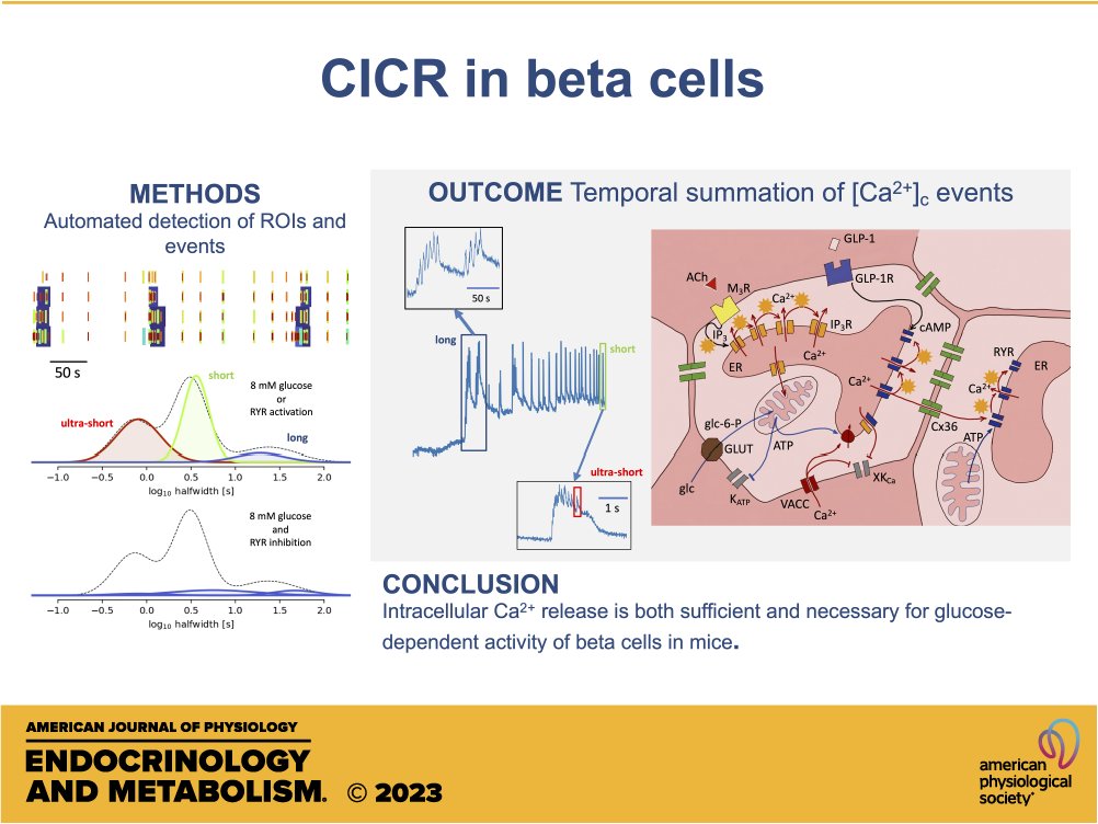 AJPEndoMetab's tweet photo. New in the January issue! 🆕
High-resolution analysis of the cytosolic Ca2+ events in β cell collectives in situ
(Postić et al.)
https://t.co/pzVo9MEscS
@MedUni_Wien
#automatedanalysis #βcell #calciumdynamics https://t.co/Bx3qBXxuI5
