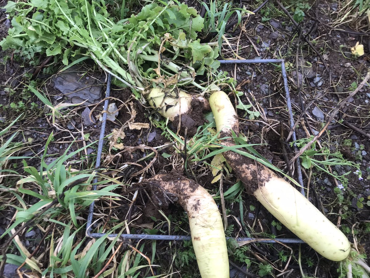 Assessing and sampling cover crop demo plots on <a href="/johncrowleyjc/">John Crowley</a> farm as part of the <a href="/TeagascSignpost/">TeagascSignpost</a> program. Samples sent to be nitrogen tested to estimate N content of various crops