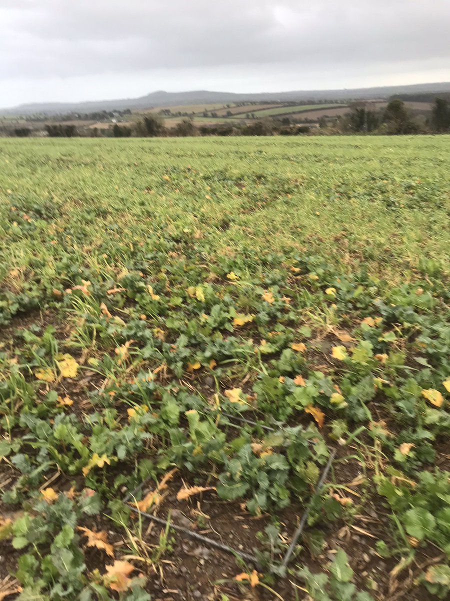 eoinlyons21's tweet photo. Assessing and sampling cover crop demo plots on @johncrowleyjc farm as part of the @TeagascSignpost program. Samples sent to be nitrogen tested to estimate N content of various crops https://t.co/zurdpy3Y4k