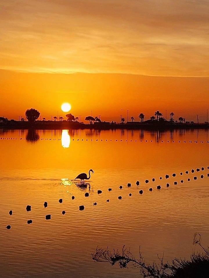 Termy73's tweet photo. Tramonto a #Molentargius il parco naturale regionale che abbraccia i comuni di #Cagliari #Quartu #Quartucciu #Selargius , qui sono di casa i fenicotteri rosa, qui nidificano e allevano i loro pulli.
📸Tore Orru’ https://t.co/y2s83jQO8D
