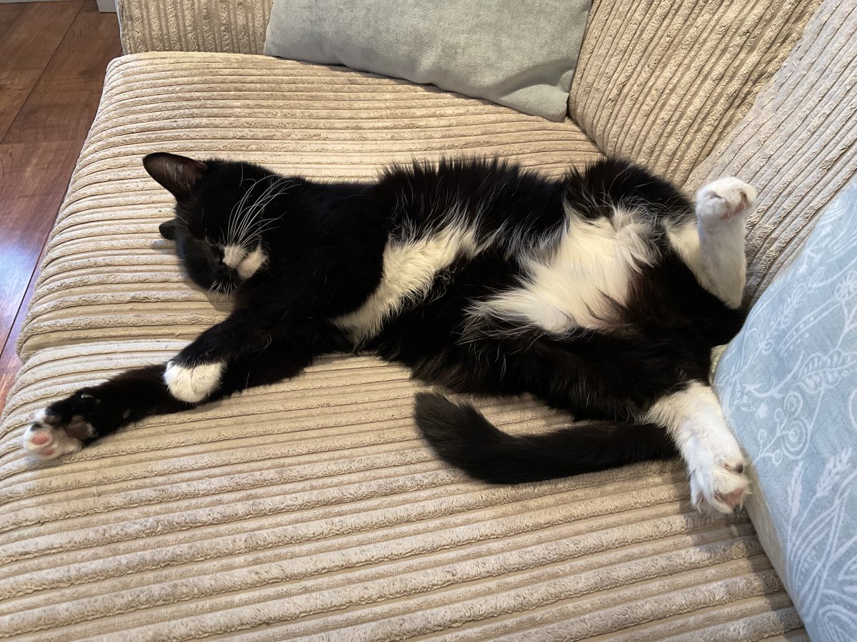 AndTwiglet's tweet photo. It’s being awful #HedgeWatch weather all day here, so here’s a picture of me, TheBobCat, doing my best #SofaWatch, no flappies, nothing untoward, everything checked and aboveboard here ✔️ #CatsOfTwitter #HedgeWatch https://t.co/YpZEBlAy3m
