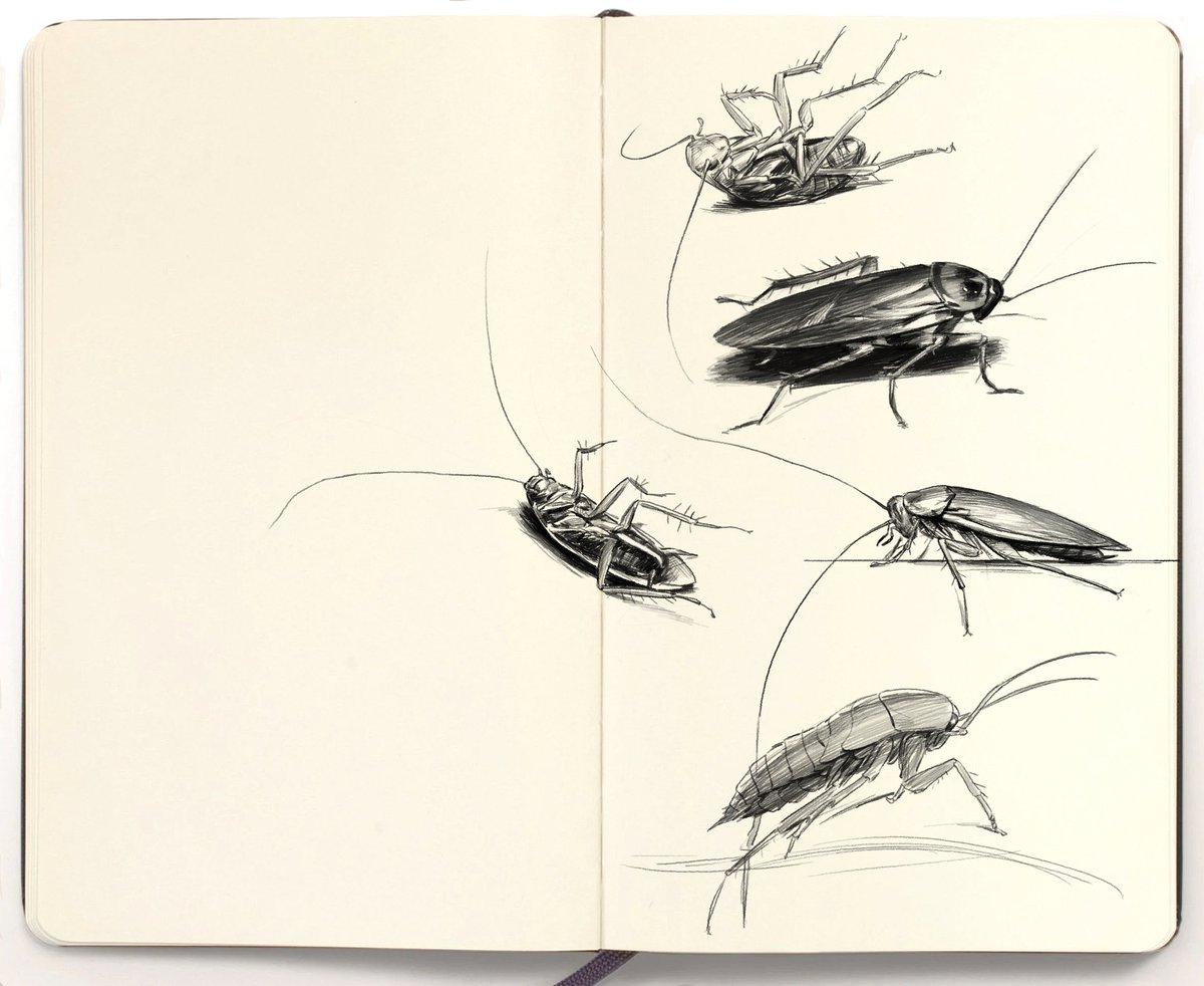 Some buggers, which are your favorites 