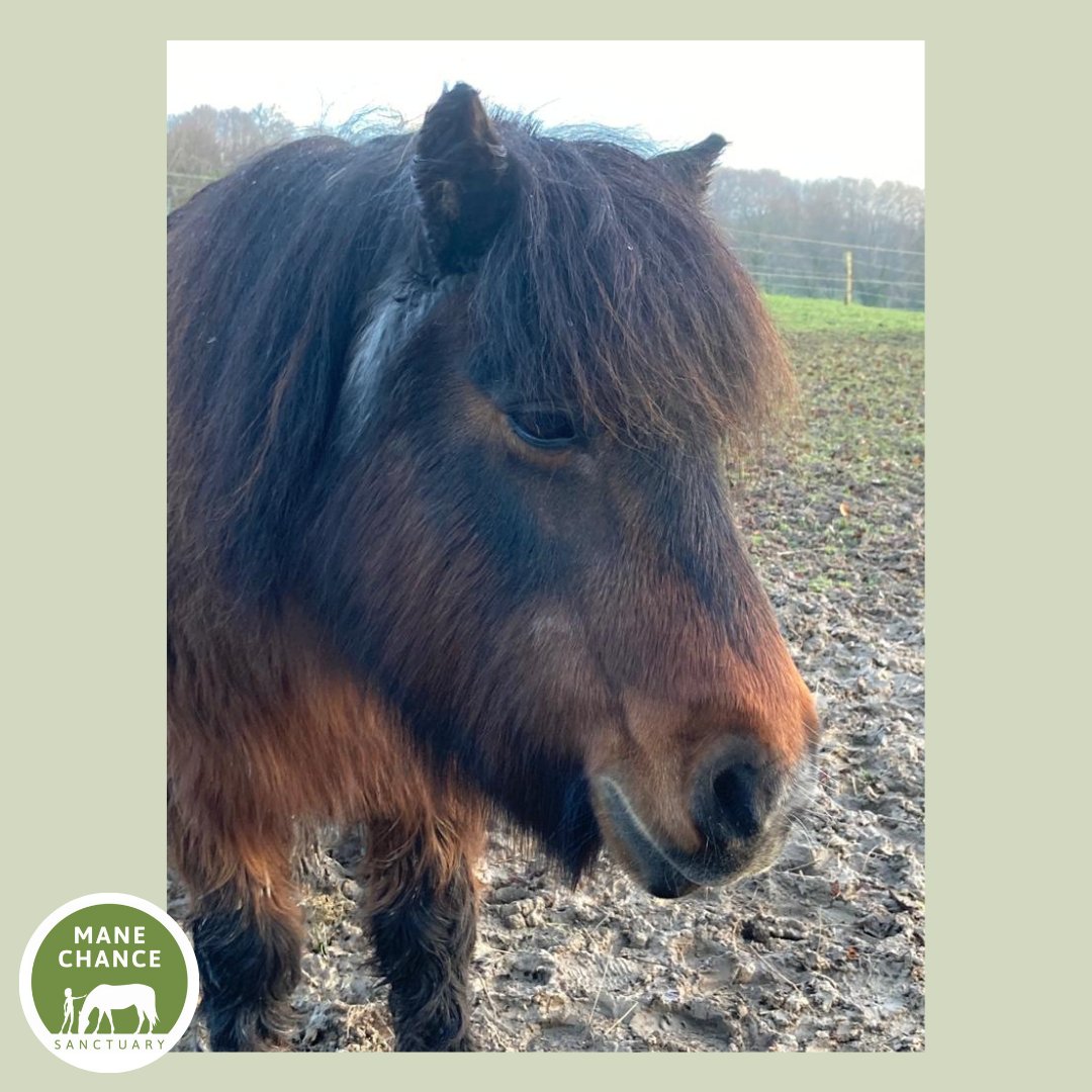 manechance's tweet photo. In case you missed our new arrivals, here are Dinky, Dolly, and Minnie Mouse! 
#manechancesanctuary #rescueponies #shetlandponies #shetties #animalwelfare #equinecharity https://t.co/8VXrxY1AxT