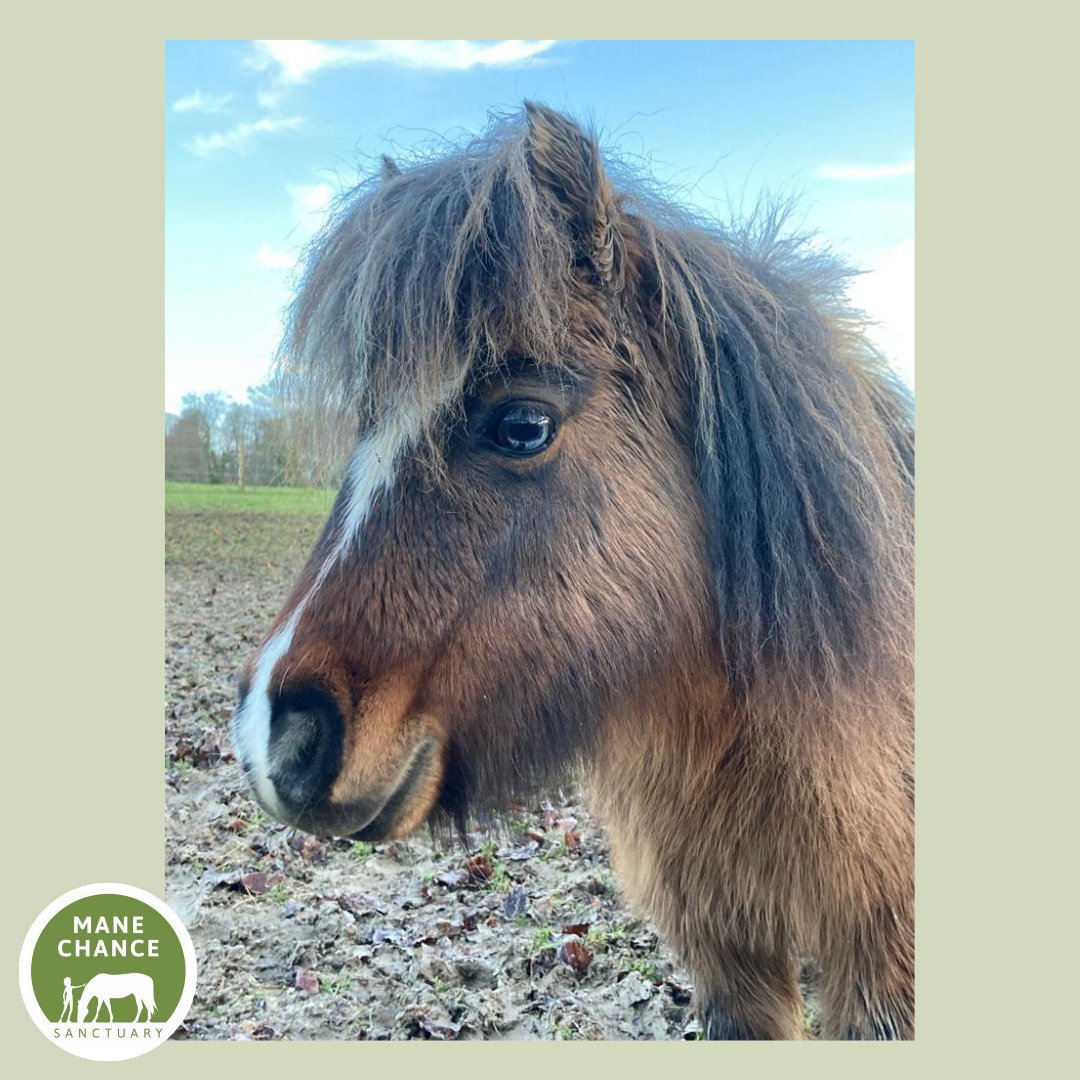 manechance's tweet photo. In case you missed our new arrivals, here are Dinky, Dolly, and Minnie Mouse! 
#manechancesanctuary #rescueponies #shetlandponies #shetties #animalwelfare #equinecharity https://t.co/8VXrxY1AxT