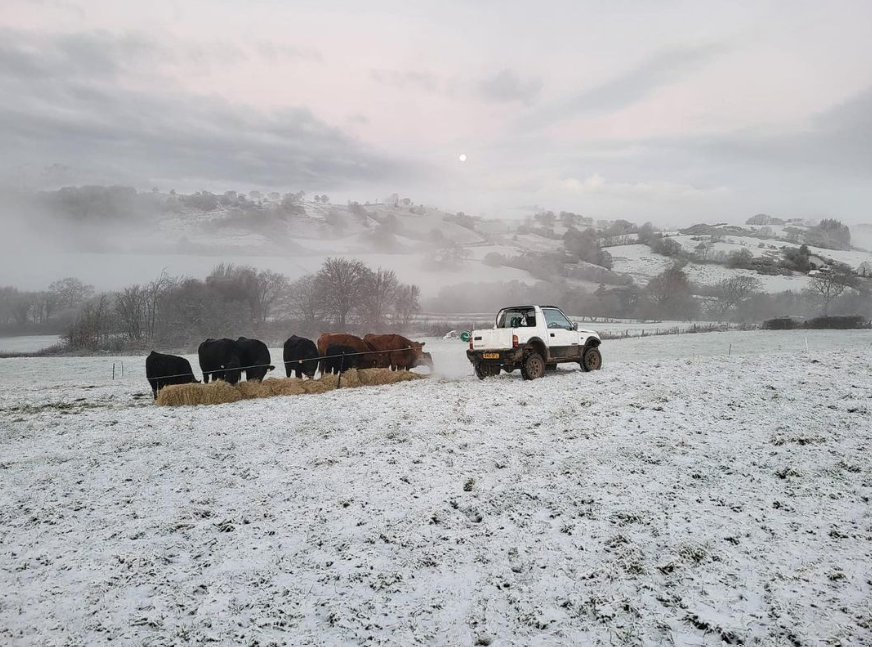 StabiliserBeef's tweet image. What would you prefer.. This weather from a few weeks ago?⬇️ or what we have now?🌧️

📸eryrifarm

#stabilisercattle #stabiliser #farming #cattle #livestock #farm #sucklerbeef