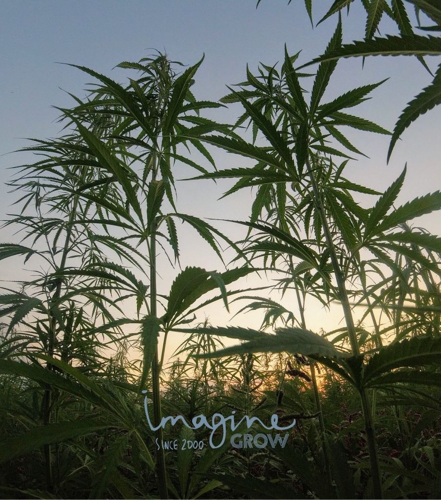 IMAGINEGROW's tweet image. Para los cultivos de exterior también se necesitan los mejores cuidados. Encuentra al mejor precio todo lo mejor para tu outdoor 

#autofloreciente #semillas #semillasdecoleccion #semillasfeminizadas
 
ow.ly/T3Sh50HpjTp