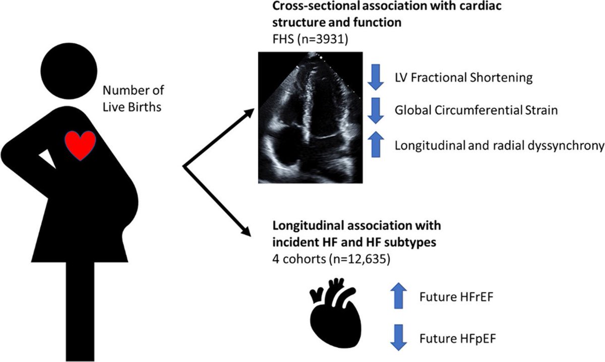 Women with ≥5 live births were at higher risk of developing future #HFrEF compared with nulliparous women (HR 1.93, 95%CI 1.19-3.12, p=0.008); by contrast, a lower risk of #HFpEF was observed(HR 0.58, 95%CI 0.37-0.91, p=0.02) onlinejcf.com/article/S1071-… @JCardFail #CardioObstetrics