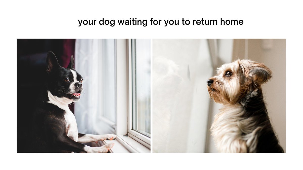 Who else misses their pups while you're at work? They definitely miss us! #dogs #pets #PetMeme