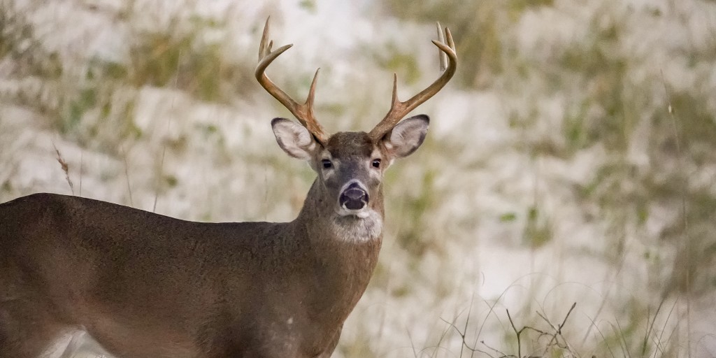 Our conservation team recently completed the #BHI annual White-tailed #deer population census! Our most recent estimate is 150 deer. 🦌

While an increase from the previous year, this is still under our target population size of 200. 

#conservation
