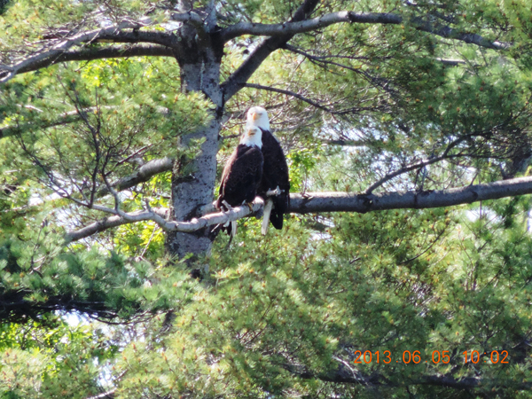 This shows the difference between a male &amp; female bald eagle. Girls are bigger. Once there are eggs, The male does a larger portion of hunting while the female defends the nest.
#baldeagles #raptors #birdsofprey #thelastgreenvalley #tlgv #conservation #nationalheritageareas #nps