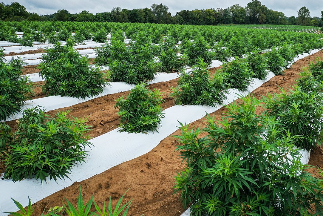 Morgan Silva, Neudorff Coastal California Sales Manager,  will be at the California Weed Science Society conference Jan 18-20 to discuss products for control of insects, molluscs, invasive weeds and fungus species.

morgan.silva@neudorff.com / 805-714-1078
neudorffpro.com