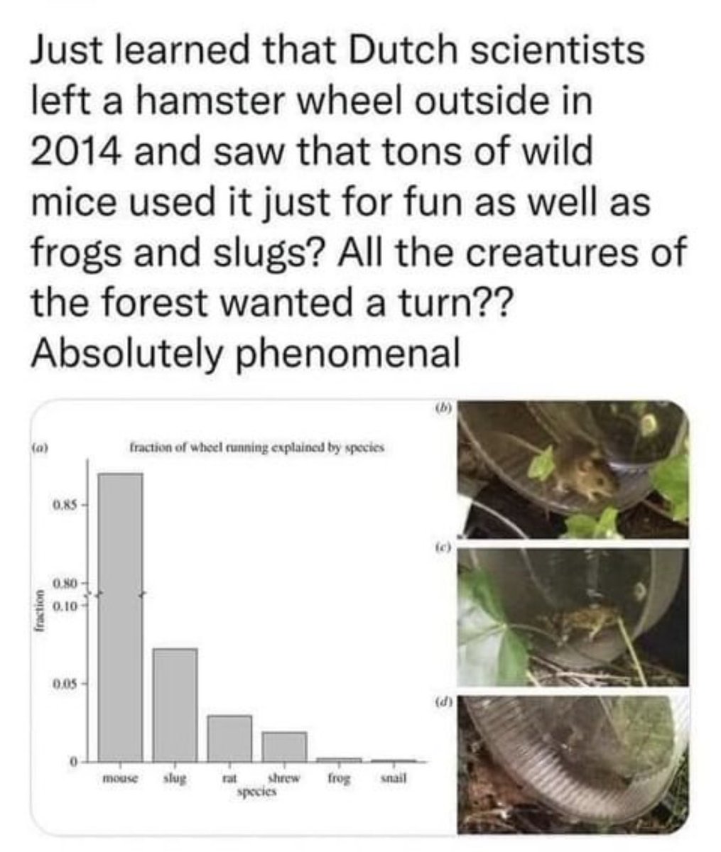 Maeoe_MI's tweet photo. Now there’s a study I wouldn’t mind crunching the data for. 😂🐭🐸

#wildlife #environment #frogs #micr #hamsters #science https://t.co/fBSQZNbxXN