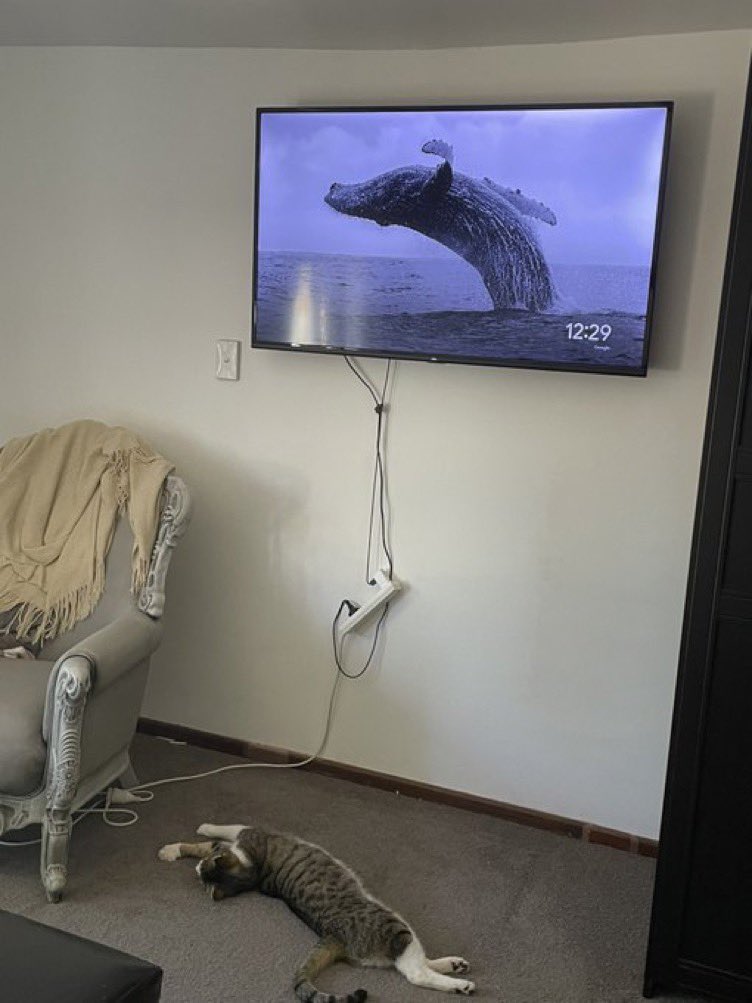 awhalefact's tweet image. he is practicing