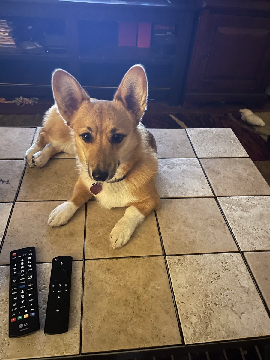 SummerCorgi's tweet photo. @DudleyCorgi I too like to be on the table. https://t.co/tjeL7NLUMH