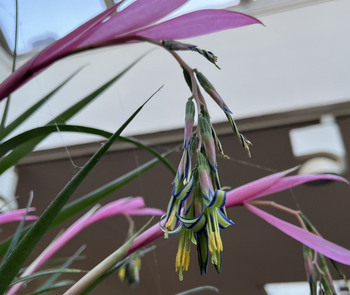 Really pleased with how this #Bromeliad hanging basket has performed. It’s flowering all over! #HouseplantHour #houseplantweek #HousePlantWeekUK #houseplants #GardeningTwitter