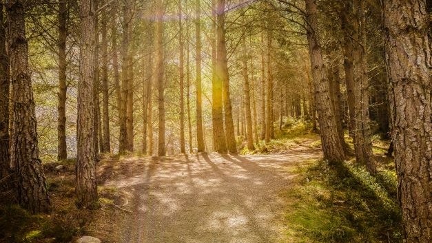 ramblersscot's tweet photo. 📢 Calling all @ramblersscot members...

We'd love you to join us at The Gathering, a volunteer-led festival packed full of walks &amp; activities in the @cairngormsnews from 28 April to 1 May.

Spaces are limited, so book your spot soon: https://t.co/q0EnJfLgOS https://t.co/39hcbhqJRK