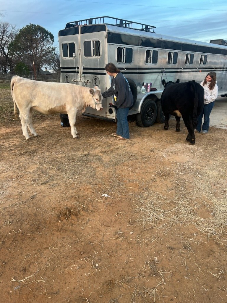 Day 4 of the Johnson County Livestock Show is for Cattle.