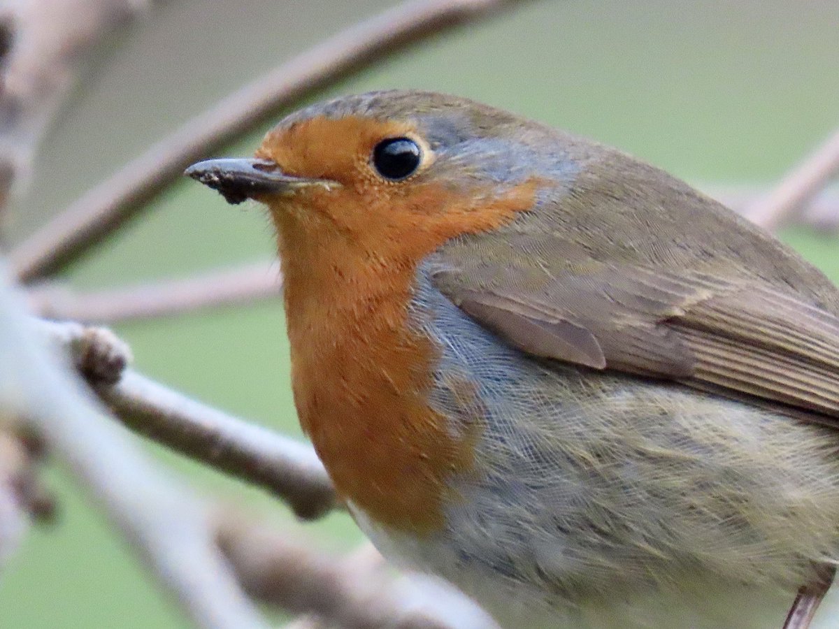 yvettetreasaden's tweet photo. @BugsOfArt #favoriteshot #nature #BirdsOfTwitter https://t.co/O5SN8dCriQ